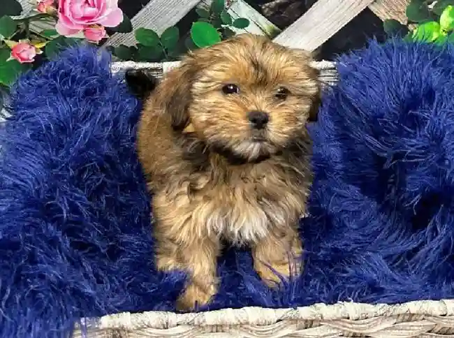 Female Shorkie Puppy for Sale in Pittsburgh, PA