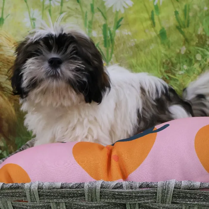 Male Shih Tzu puppy named Kai for sale at Petland Monroeville.