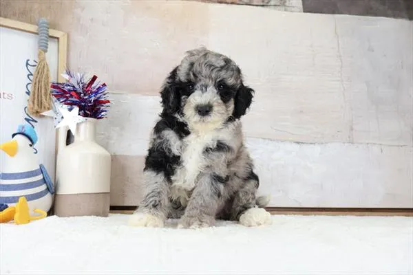 Male Mini Bernadoodle puppy named Charles for sale at Petland Monroeville.