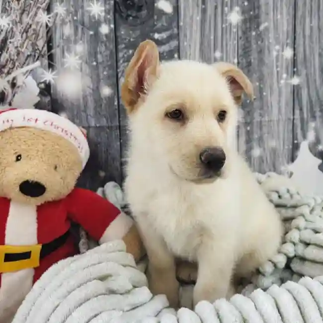 Male German Shepherd Puppy for Sale in Monroeville, PA