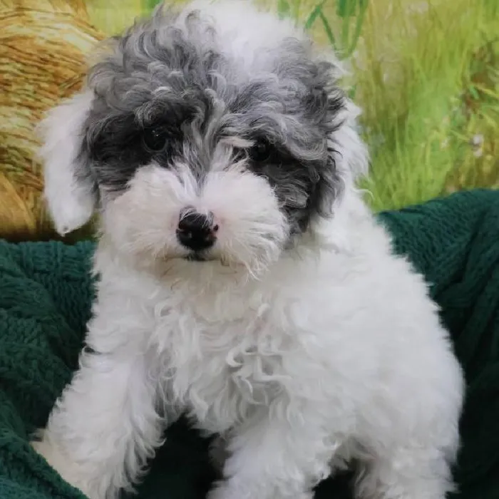Female Mini Poodle Puppy for Sale in Monroeville, PA