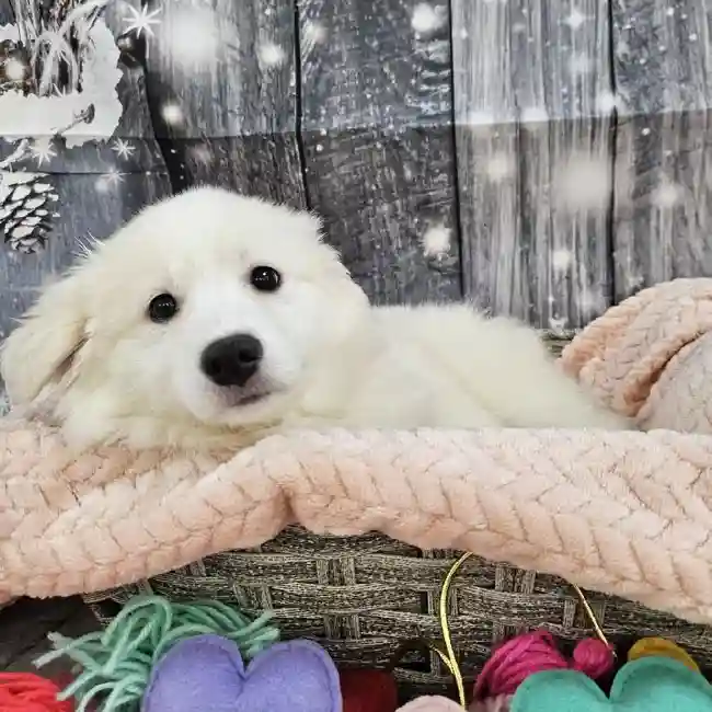 Female American Eskimo Puppy for Sale in Monroeville, PA