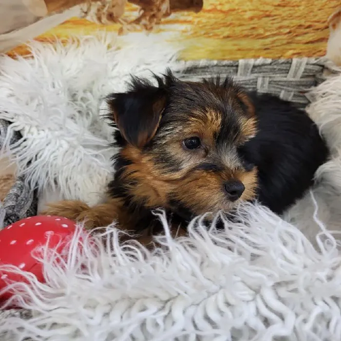 Male Yorkie Puppy for Sale in Monroeville, PA