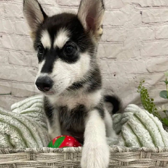 Female Alaskan Malamute Puppy for Sale in Monroeville, PA