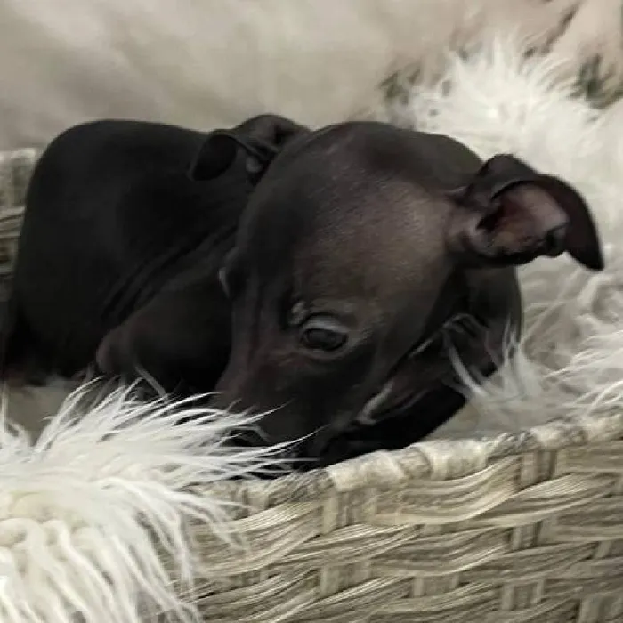 Male Italian Greyhound Puppy for Sale in Monroeville, PA