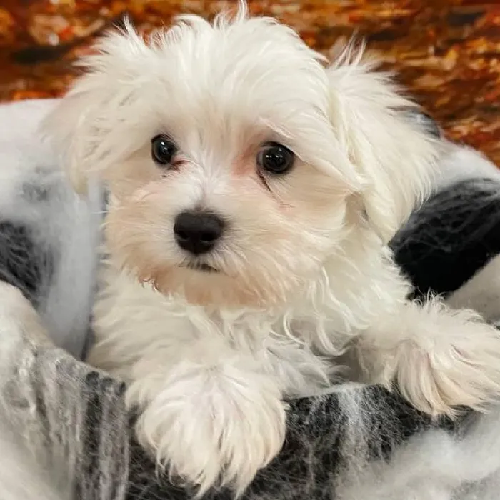 Male Maltese Puppy for Sale in Monroeville, PA