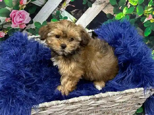 Female Shorkie Puppy for Sale in Pittsburgh, PA