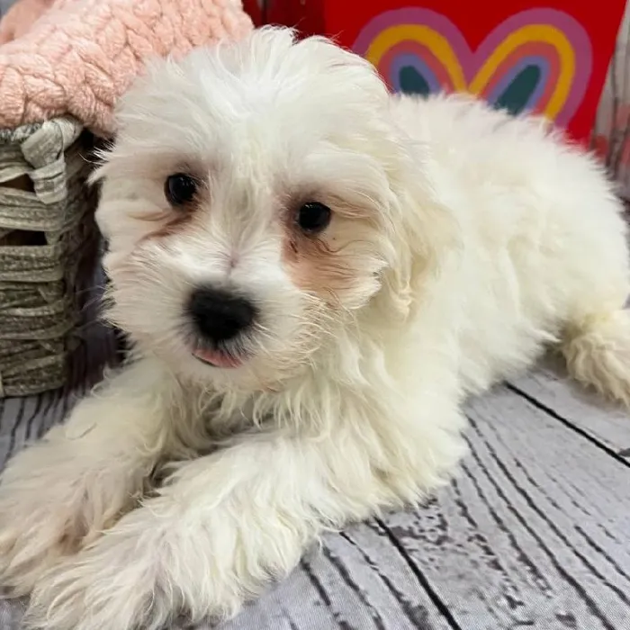 Female Mini Schnauzer Puppy for Sale in Monroeville, PA
