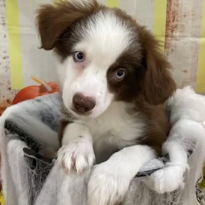 Male Miniature Australian Shepherd Puppy for Sale in Monroeville, PA