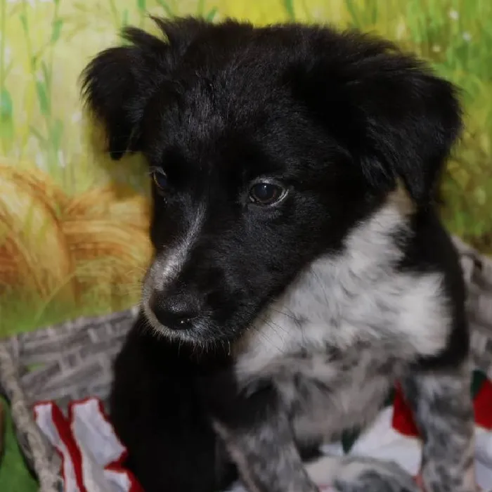 Female Border Collie puppy named Sonya for sale at Petland Monroeville.