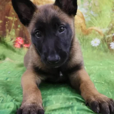 Female Belgian Malinois Puppy for Sale in Monroeville, PA