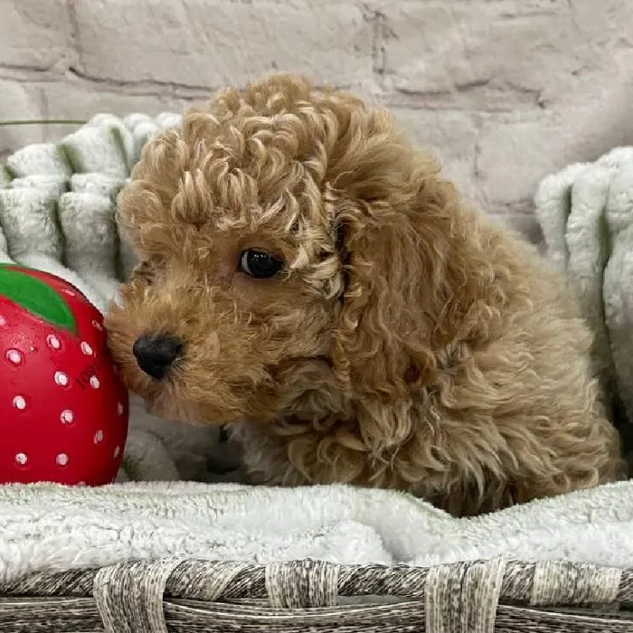 Male Maltipoo Puppy for Sale in Monroeville, PA