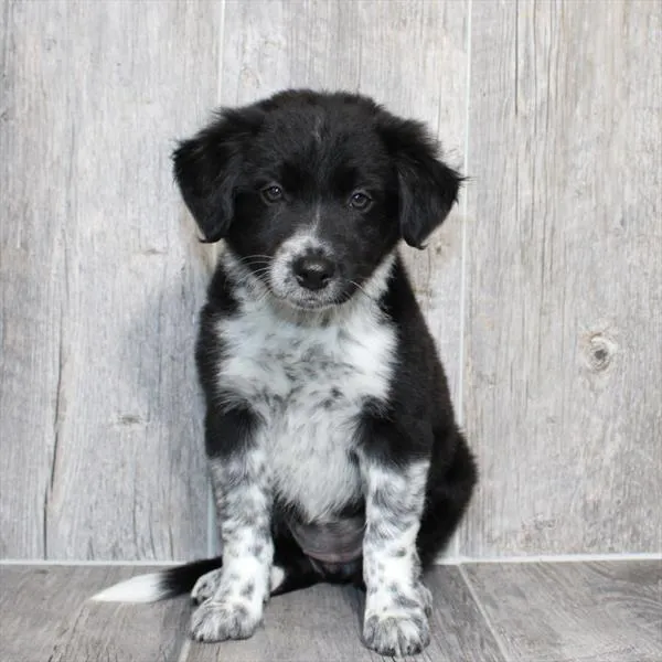 Female Border Collie puppy named Sonya for sale at Petland Monroeville.