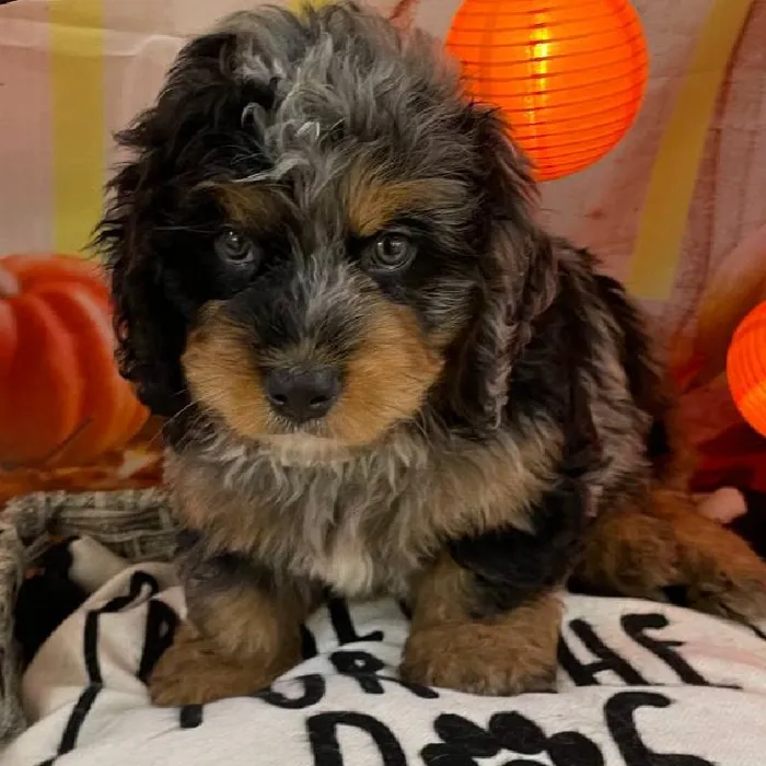 Male Mini Bernedoodle Puppy for Sale in Monroeville, PA