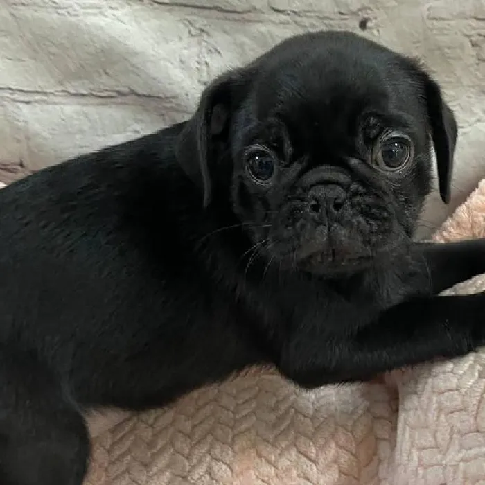 Female Pug Puppy for Sale in Monroeville, PA