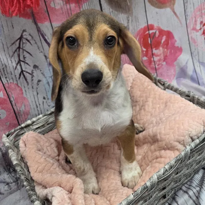 Male Beagle Puppy for Sale in Monroeville, PA
