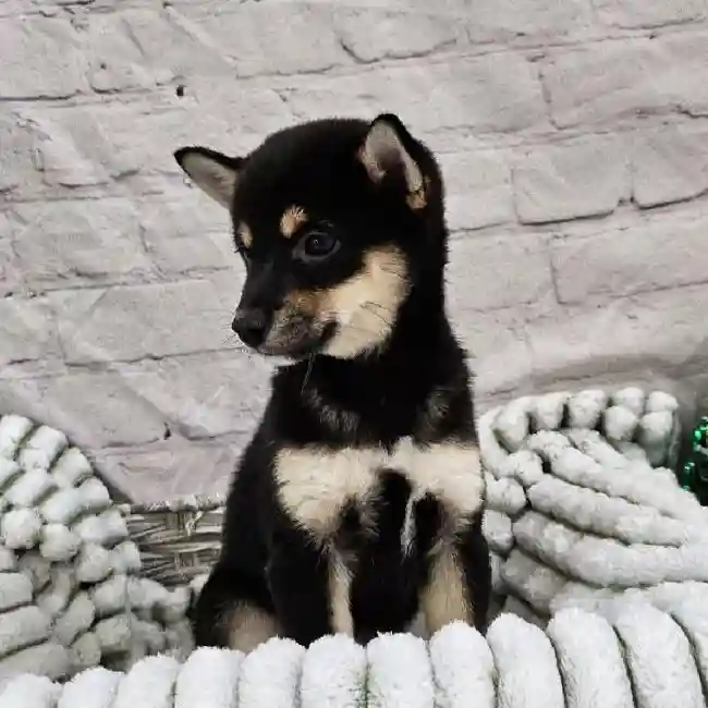 Female Shiba Inu Puppy for Sale in Monroeville, PA