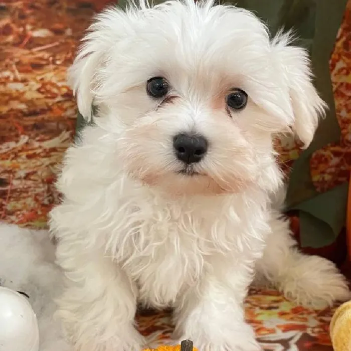 Male Maltese Puppy for Sale in Monroeville, PA