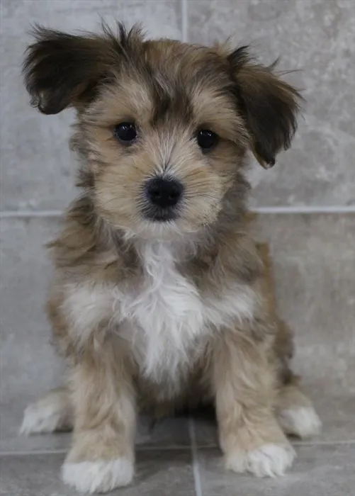 Male Morkie puppy named Morgan for sale at Petland Monroeville.