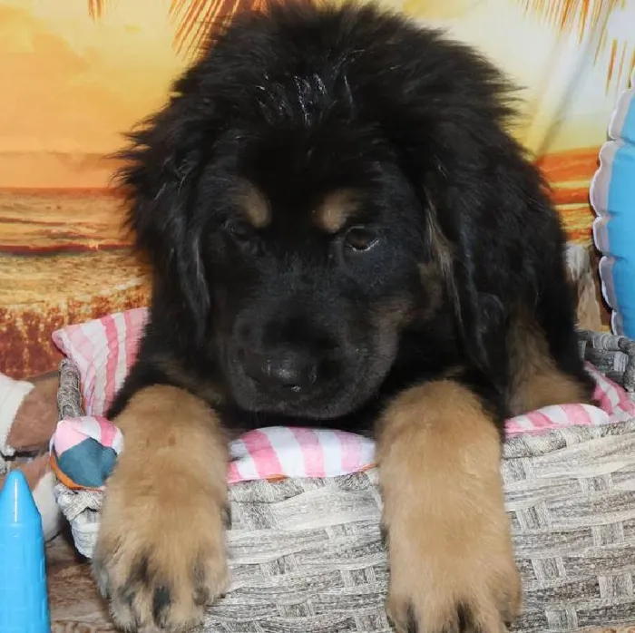 Male Tibetan Mastiff Puppy for Sale in Monroeville, PA