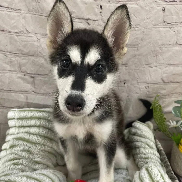 Female Alaskan Malamute Puppy for Sale in Monroeville, PA