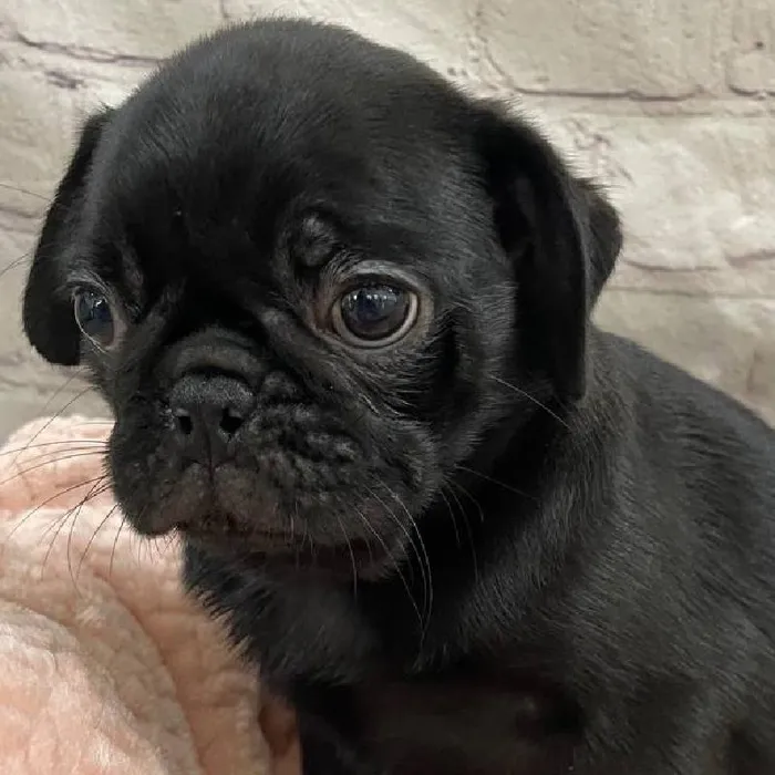 Female Pug Puppy for Sale in Monroeville, PA