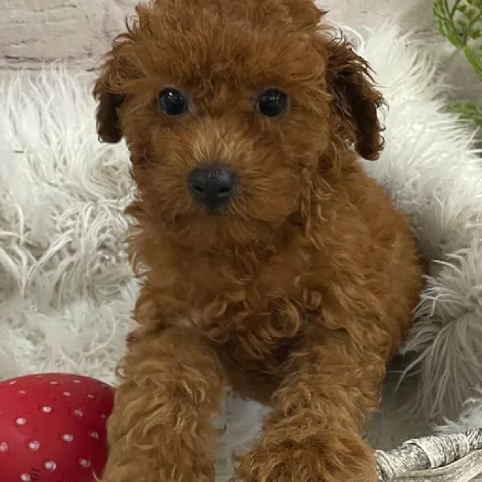 Female Poodle Puppy for Sale in Monroeville, PA