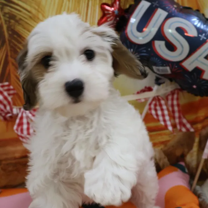 Male Coton De Tulear puppy named Jeff for sale at Petland Monroeville.