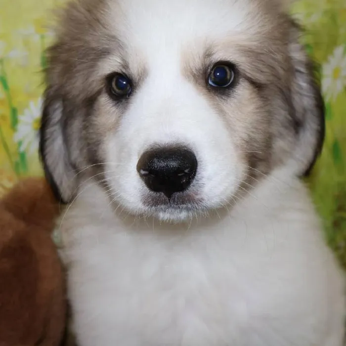 Male Great Pyrenees puppy named Roman for sale at Petland Monroeville.