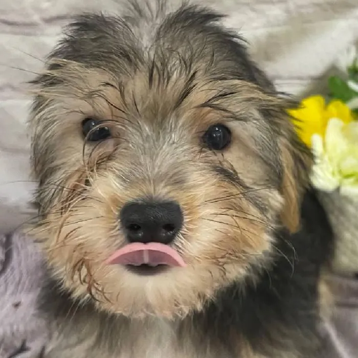 Male Morkie Puppy for Sale in Monroeville, PA