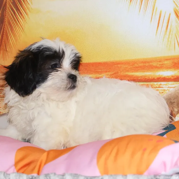 Female Teddy Bear Puppy for Sale in Monroeville, PA