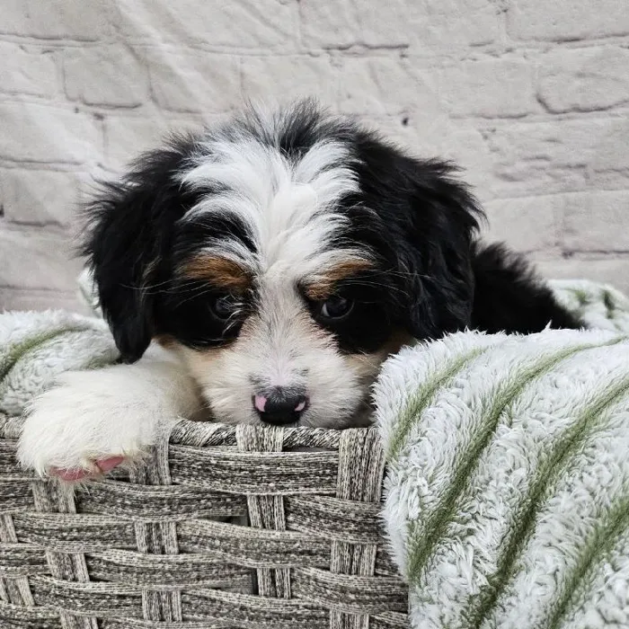 Female Mini Bernedoodle Puppy for Sale in Monroeville, PA