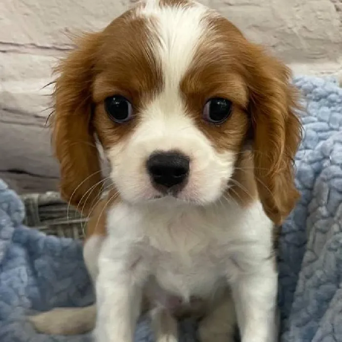 Male Cavalier King Charles Spaniel Puppy for Sale in Monroeville, PA