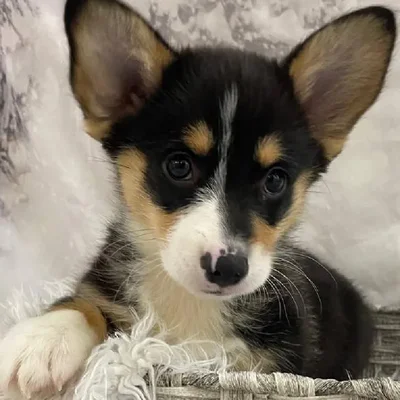 Male Pembroke Welsh Corgi Puppy for Sale in Monroeville, PA