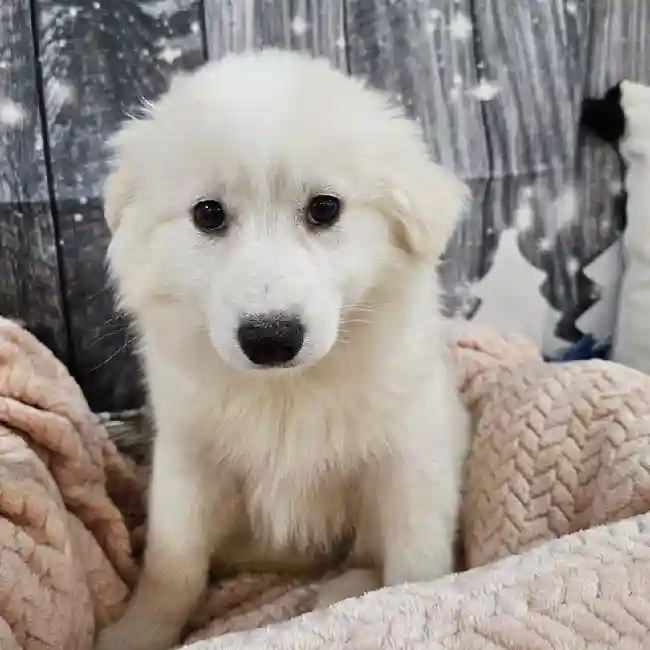 Female American Eskimo Puppy for Sale in Monroeville, PA