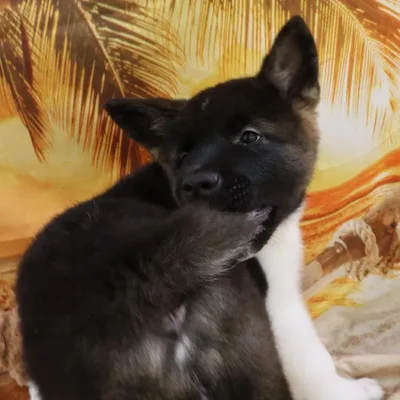 Male Akita Puppy for Sale in Monroeville, PA