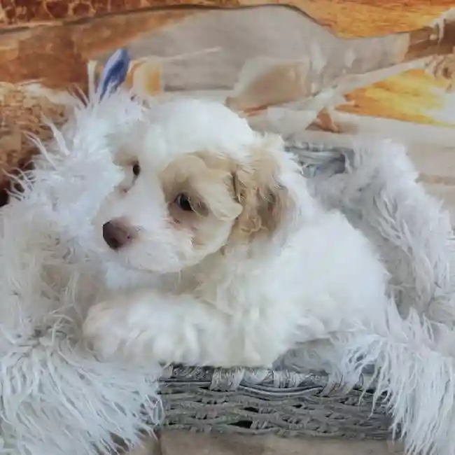 Female Cockapoo Puppy for Sale in Monroeville, PA