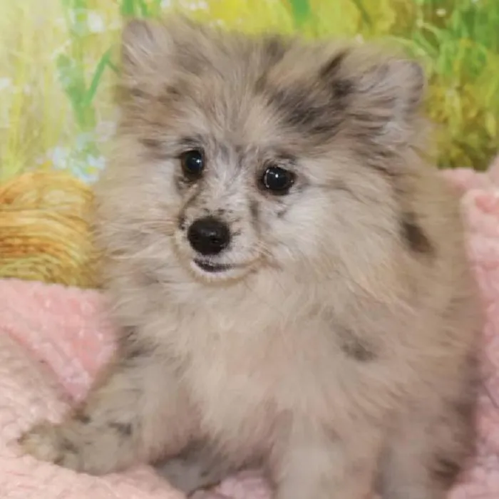 Female Pomeranian puppy named Lexi for sale at Petland Monroeville.