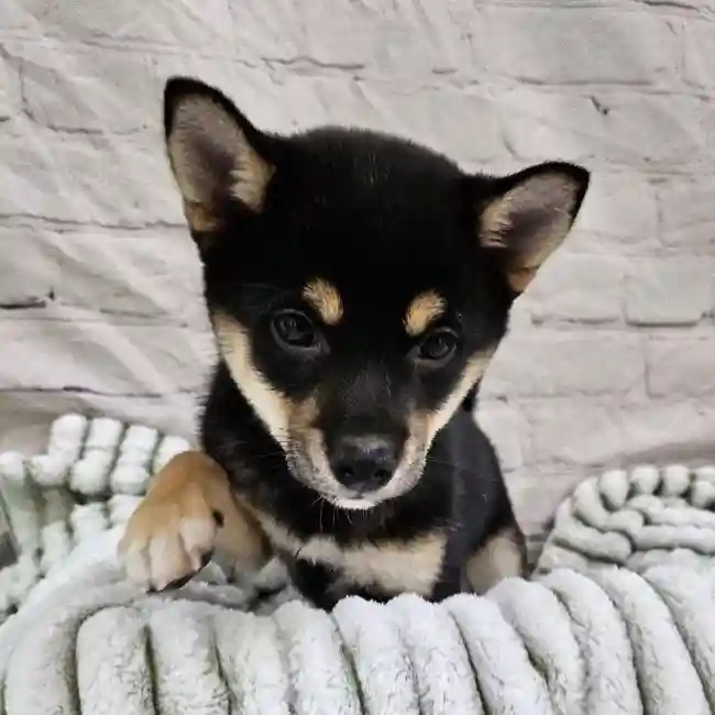 Female Shiba Inu Puppy for Sale in Monroeville, PA