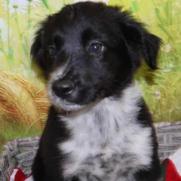 Female Border Collie puppy named Sonya for sale at Petland Monroeville.