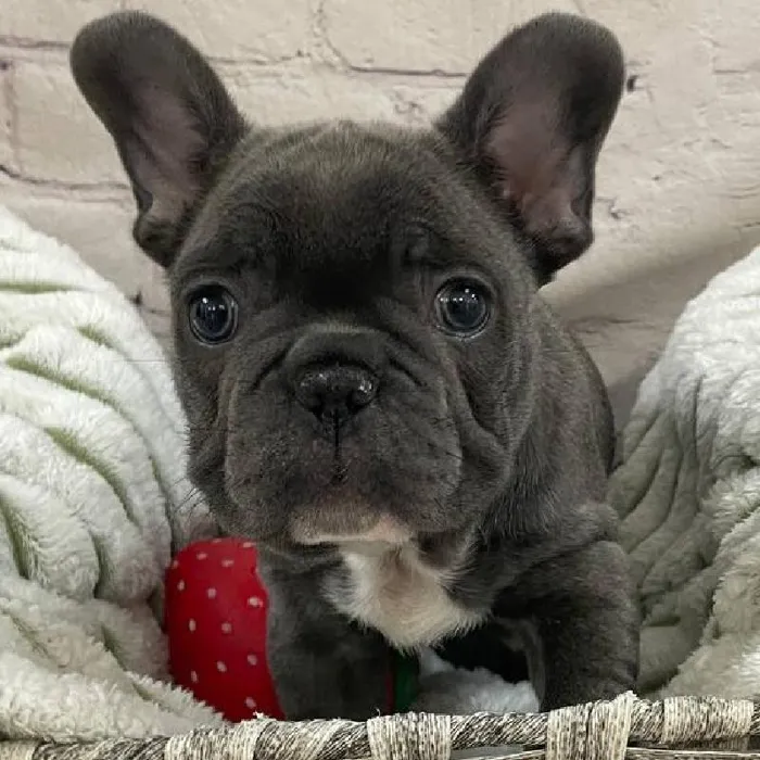 Male French Bulldog Puppy for Sale in Monroeville, PA