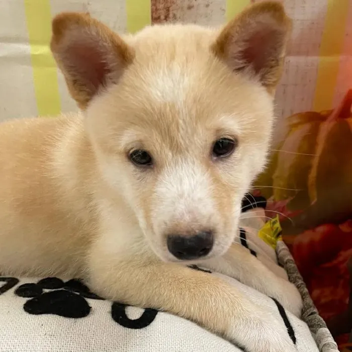 Male Shiba Inu Puppy for Sale in Monroeville, PA