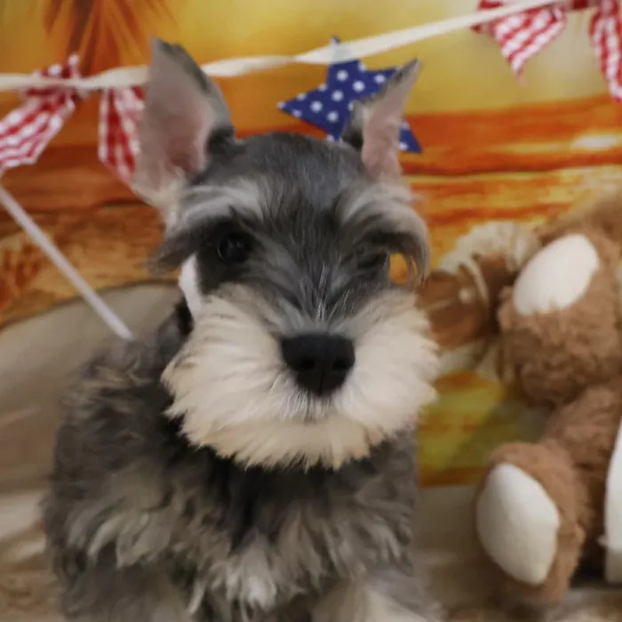 Male Mini Schnauzer puppy named Dennis for sale at Petland Monroeville.
