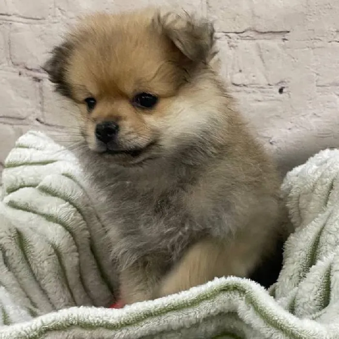 Male Pomeranian Puppy for Sale in Monroeville, PA
