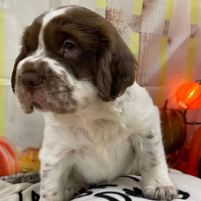 Male Mini Hippo Puppy for Sale in Monroeville, PA
