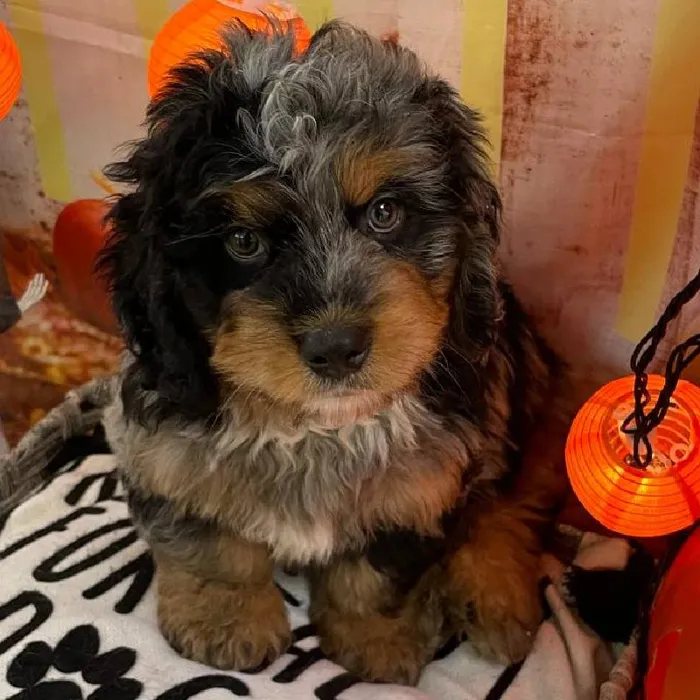 Male Mini Bernedoodle Puppy for Sale in Monroeville, PA