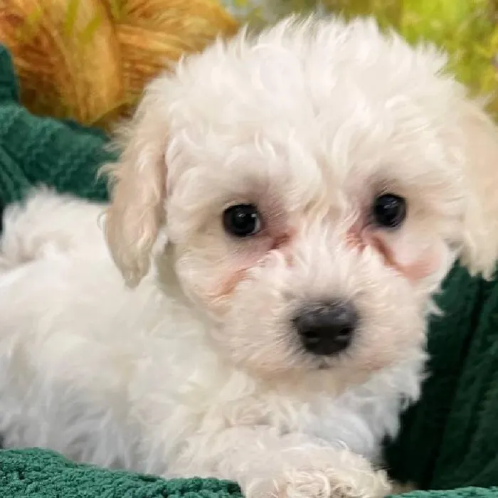 Female Bichon Puppy for Sale in Monroeville, PA