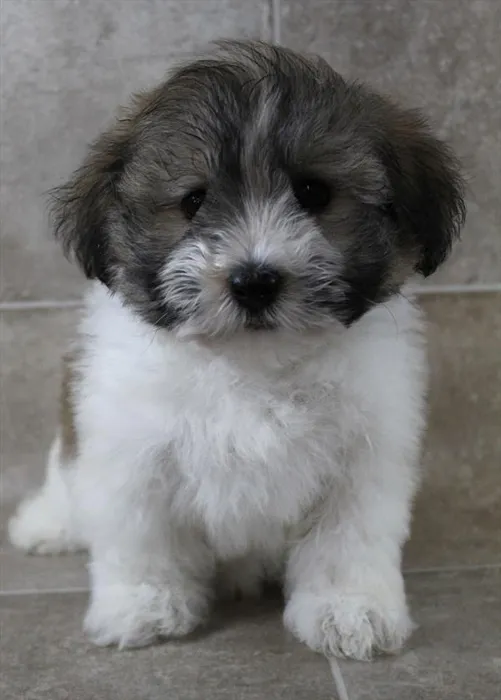 Male Havanese puppy for sale at Petland Monroeville.