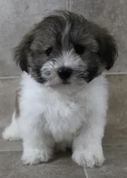 Male Havanese puppy for sale at Petland Monroeville.