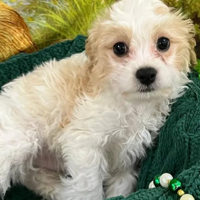 Male Cavachon Puppy for Sale in Monroeville, PA